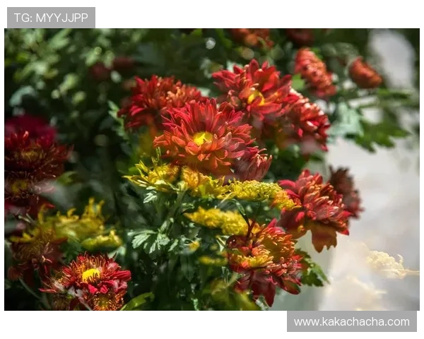 凯发娱乐官网真人游戏：体验最真实的线上娱乐盛宴，尽享多样化的真人游戏玩法